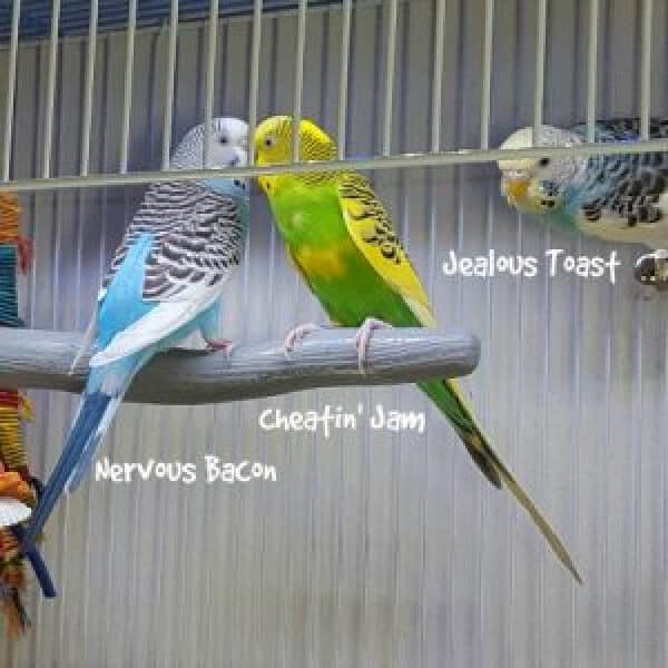 Budgie Nutrition, Cage Set Up Video & Tips