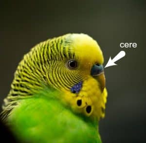 How to Determine the Sex of Your Budgie