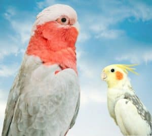 Cockatiels Are More Similar to Cockatoos Than You Might Think