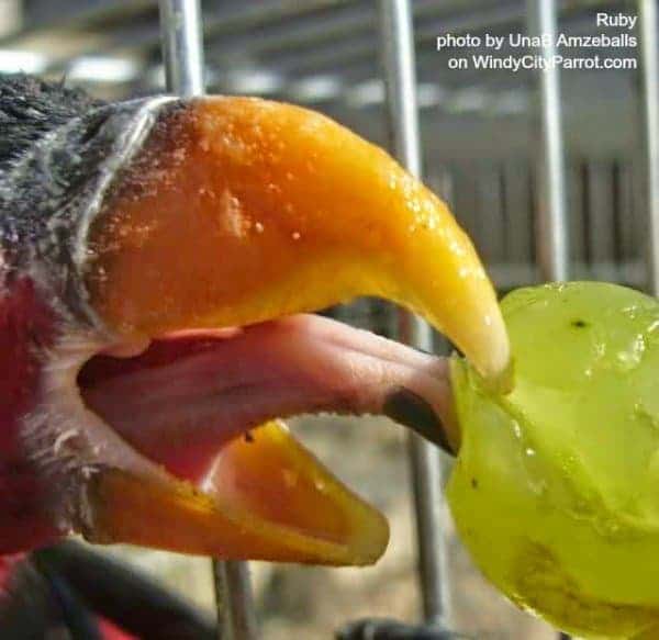 close p of lorikeets tounge sucking juice from a green grape