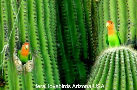 2 feral lovebirds in cactus Arizona USA