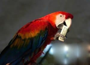 15% Off 1st Orders placed on Windy City Parrot