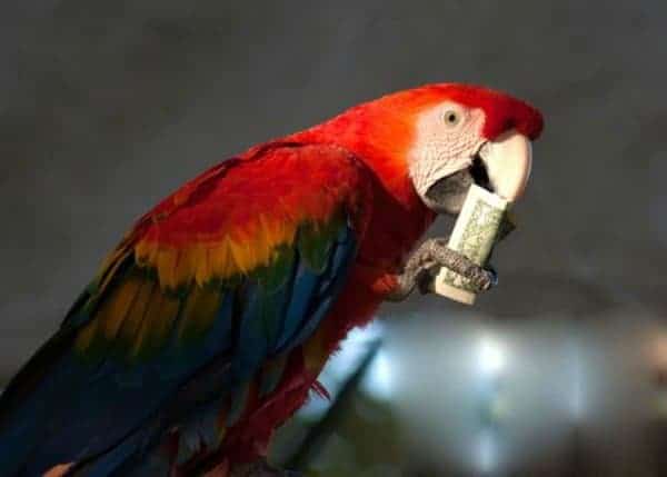 scarlet macaw parrot with dollar in beak