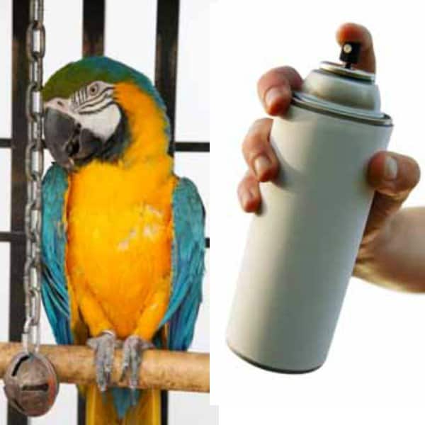 macaw in old bird cage on left spray paint can in man's hand on right