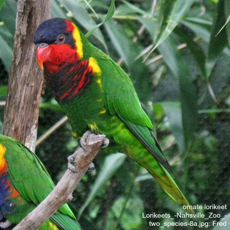 wp-ornate-lorikeet