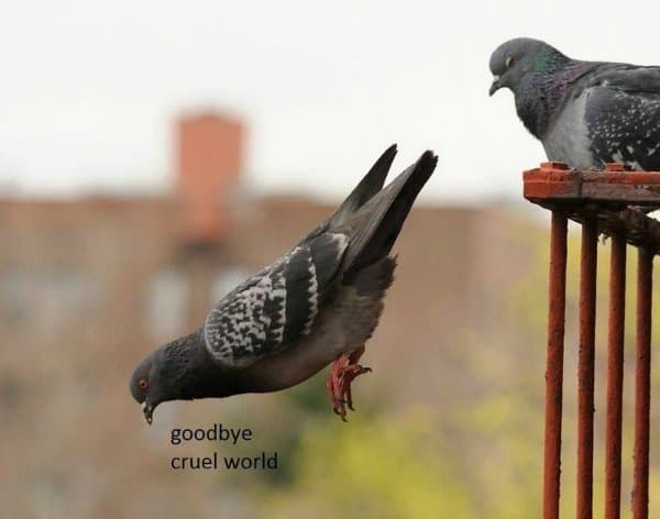 pigeon jumping off balcony rail saying "goodbye cruel world"