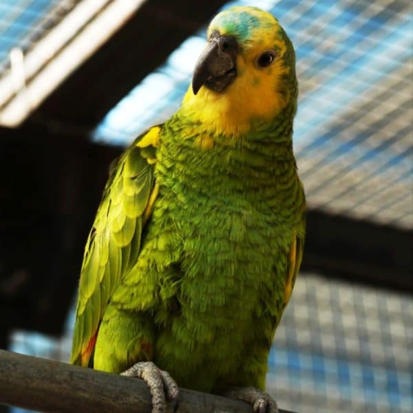 Yellow front Amazon parrot