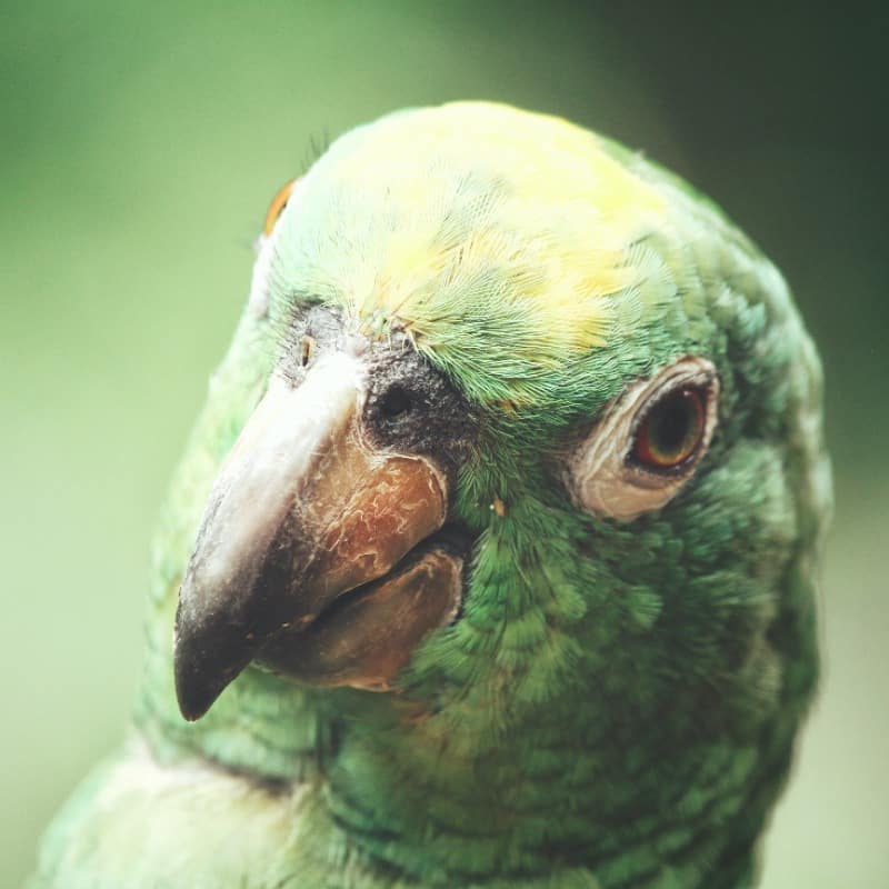 What Do You Really Know About Parrot Speech?