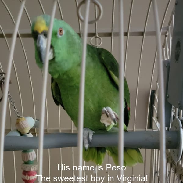 Yellow naped amazon parrot in birdcage