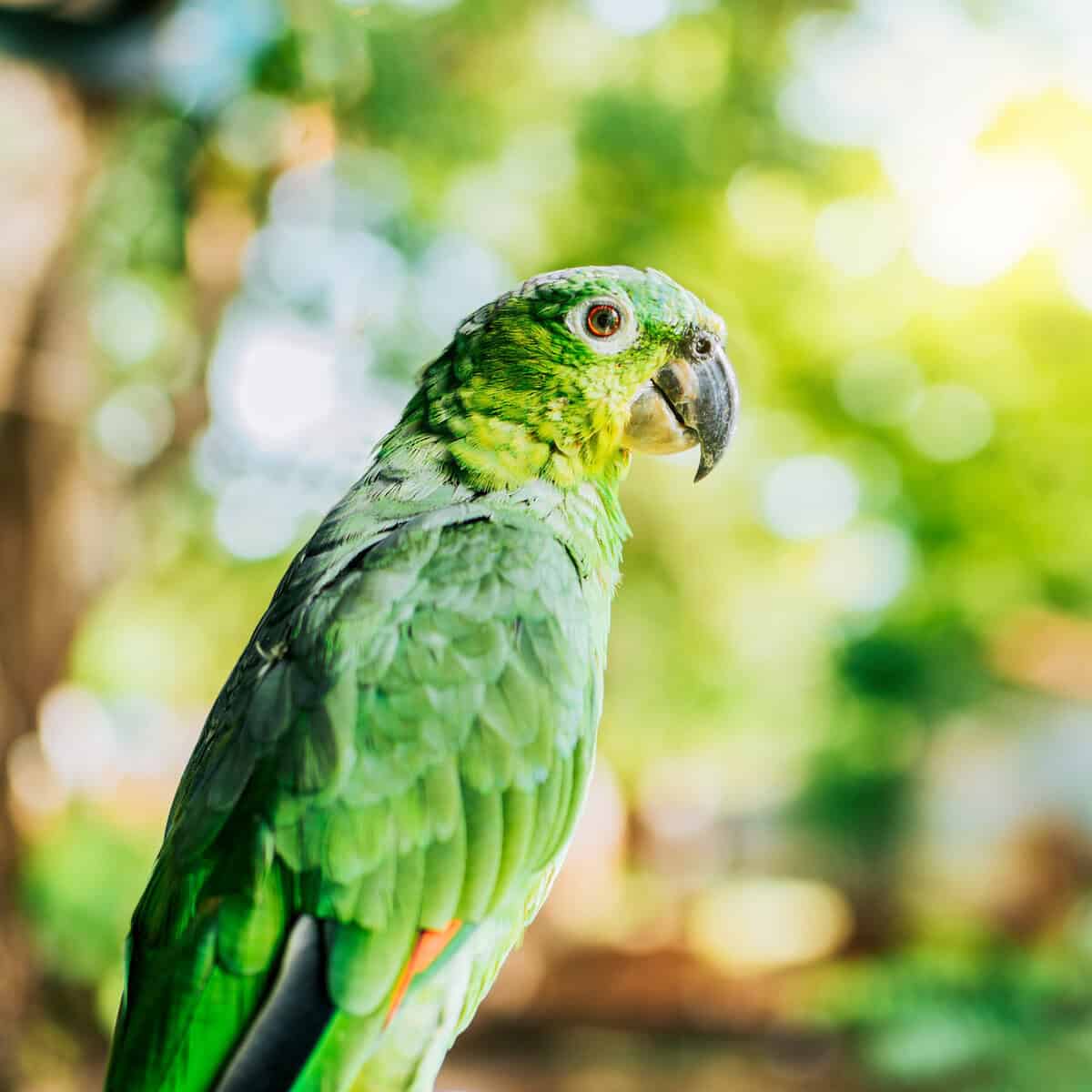 How Do Birds Synthesize Vitamin D3 Through Their Skin Using UV?