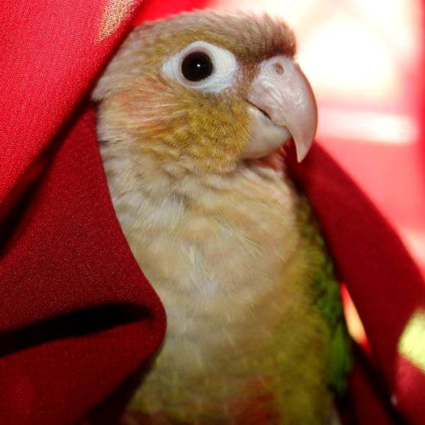 How Can I Improve My Yellow Sided Conure’s Nutrition?