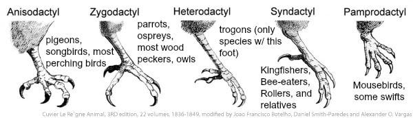 The five most common of bird's feet are classified as anisodactyl, zygodactyl, heterodactyl, syndactyl Pamprodactyl