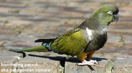 burrowing parrot aka pategonian conure DickDaniels (http://carolinabirds.org/)