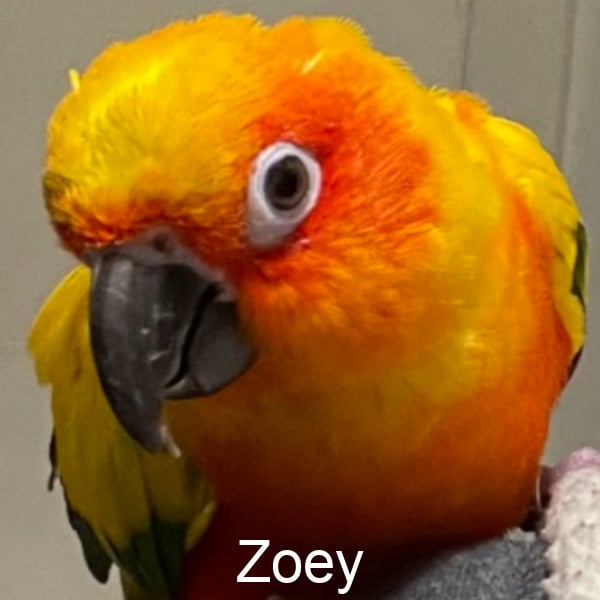 Sun conure parakeet close up